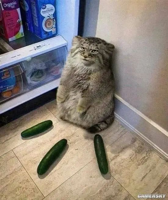 A grumpy-looking fluffy cat sits on the floor surrounded by three cucumbers, with a refrigerator visible in the background. (Captioned by AI)