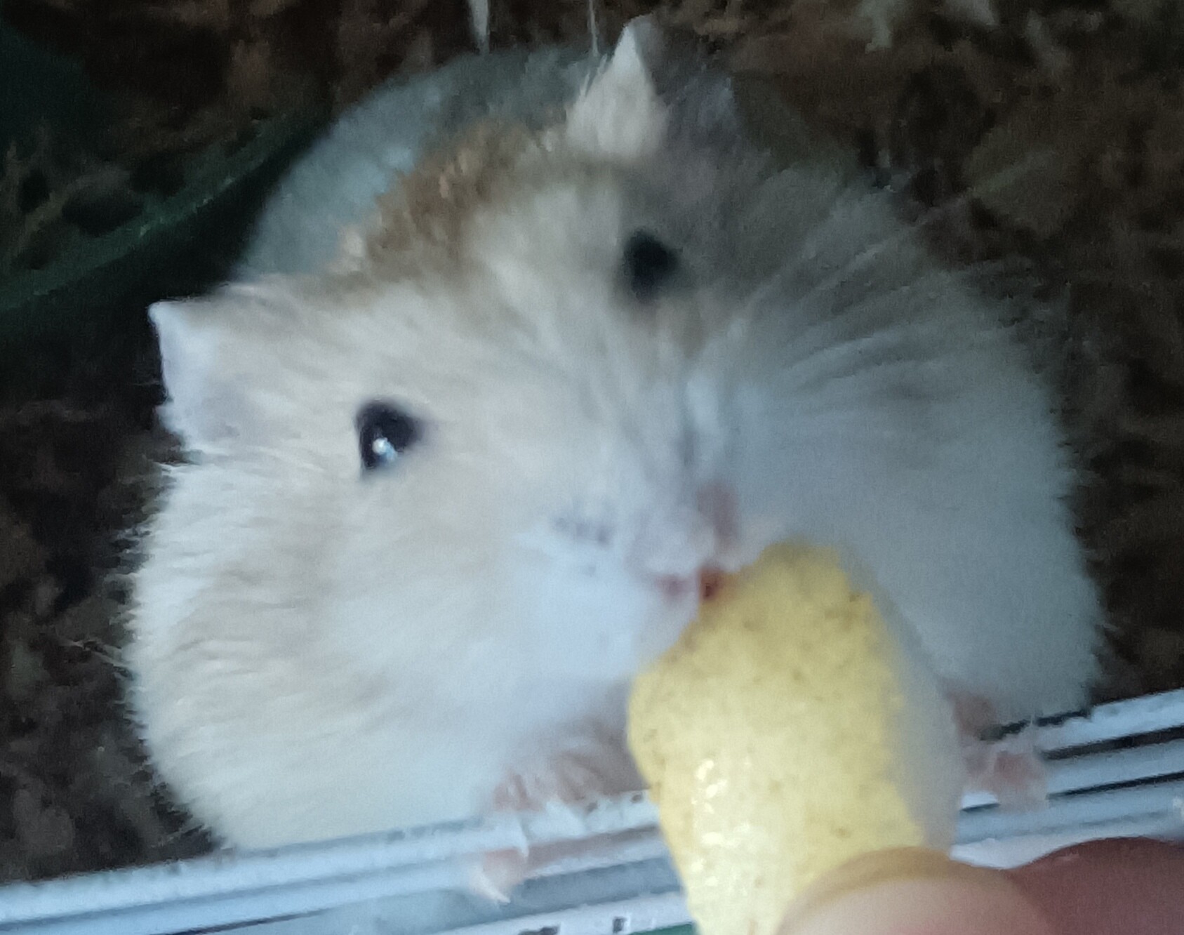 A light-colored hamster with black eyes nibbles a yellow treat being offered to it. (Captioned by AI)