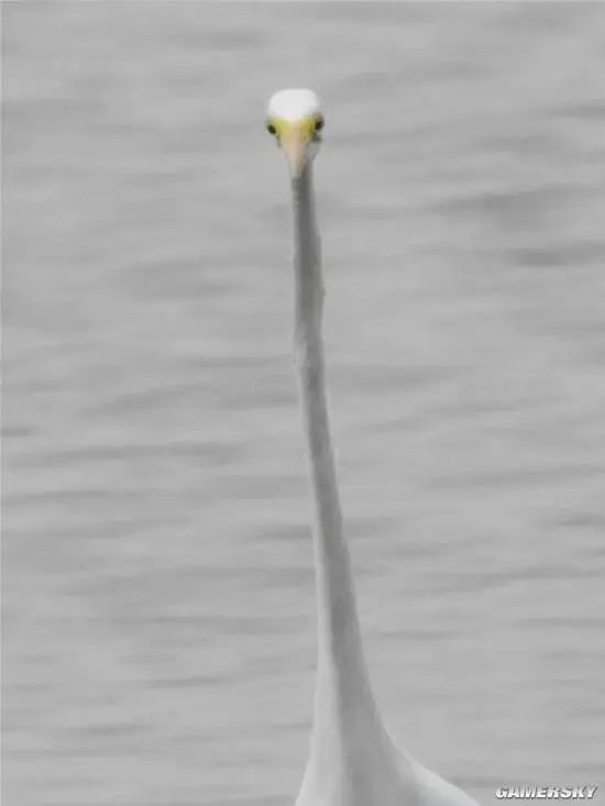 A bird with a long, thin neck faces the camera straight on against a gray, water-like background. (Captioned by AI)