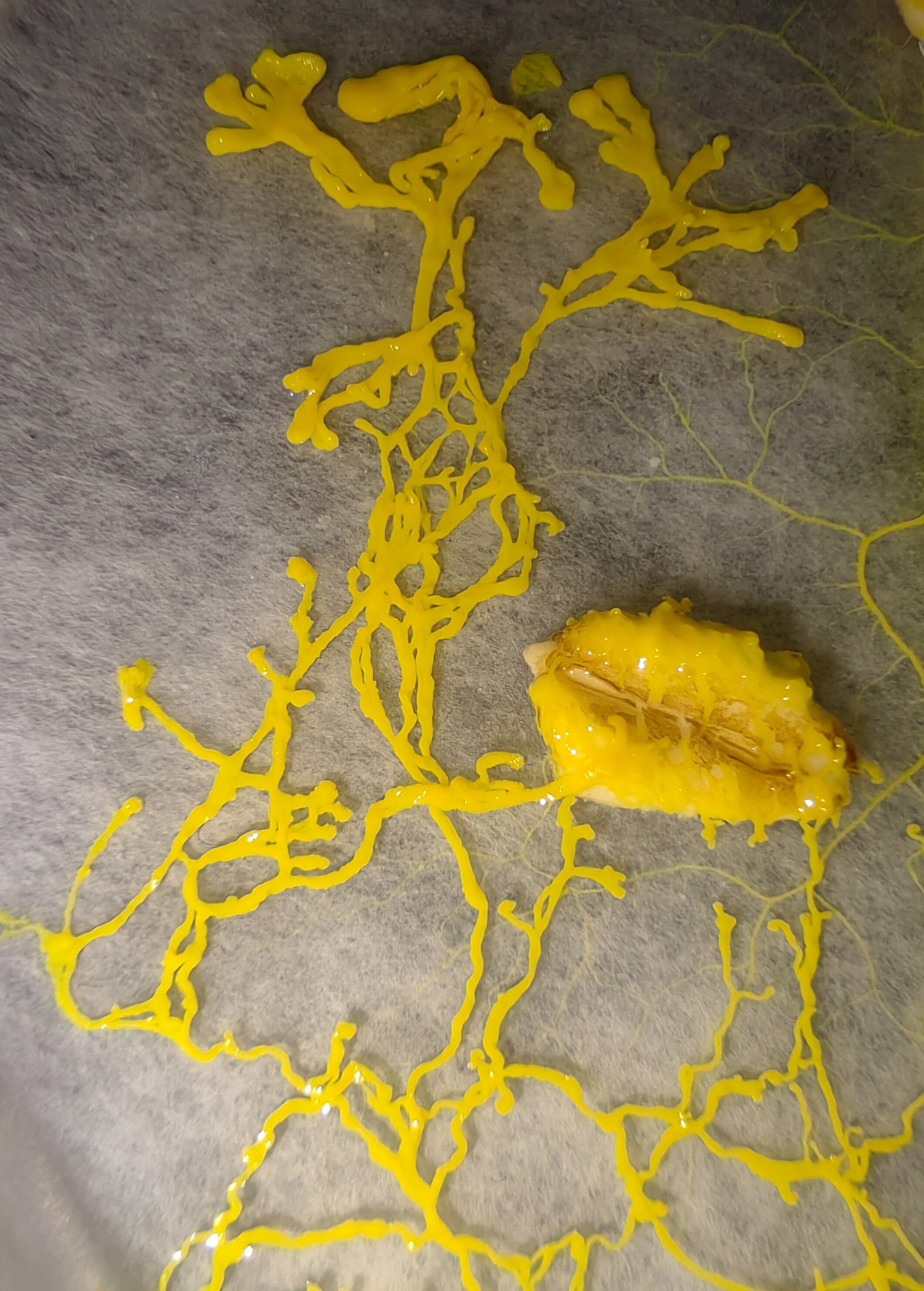 A bright yellow substance with a web-like structure grows over a grey textured surface, with a chunkier mass in the lower right corner. (Captioned by AI)