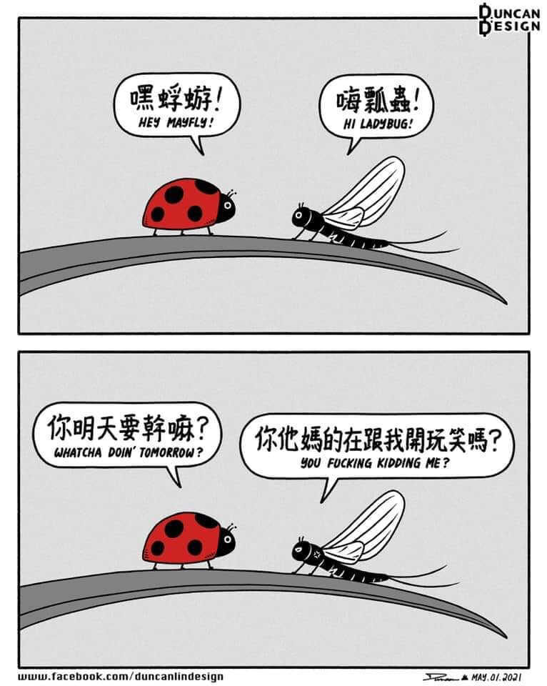A humorous two-panel comic strip depicts a ladybug asking a mayfly about its plans for tomorrow, prompting an exasperated response from the mayfly due to its notoriously short adult lifespan. (Captioned by AI)
