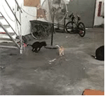 v2-cc01a25539759f221242bdf72dfc2be4_r