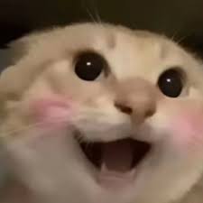 哈基米(@hajimi_CTO_BNB) / Posts / X